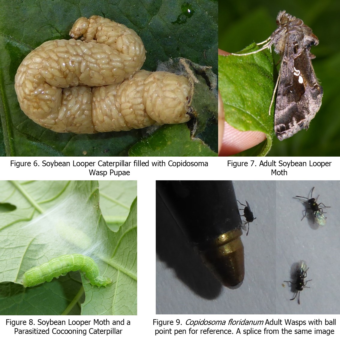 Copidosoma floridanum adults and larva with caterpillar'